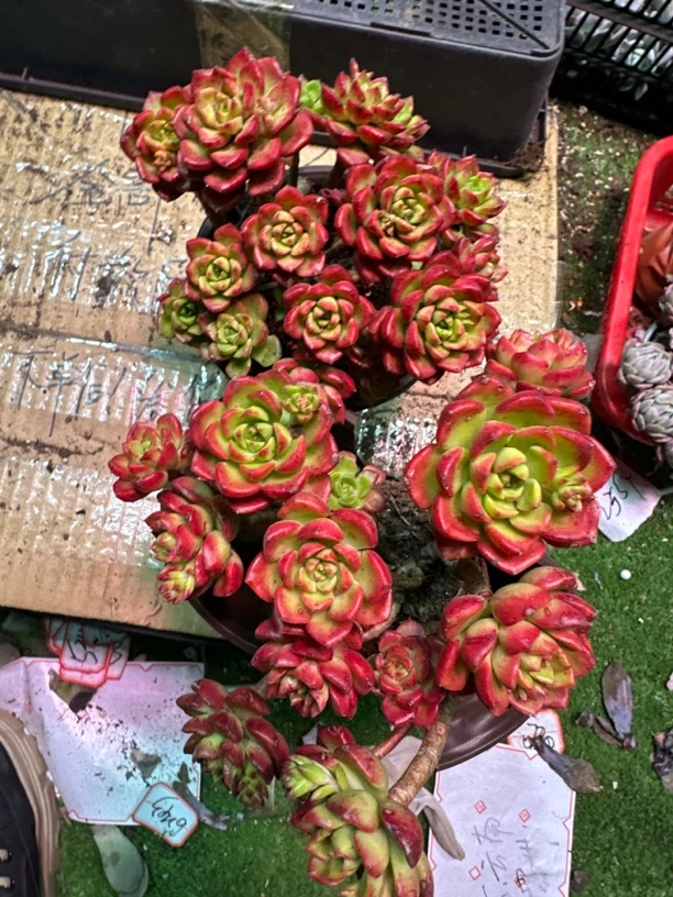 精品火焰迪亚带盘带土2颗包邮