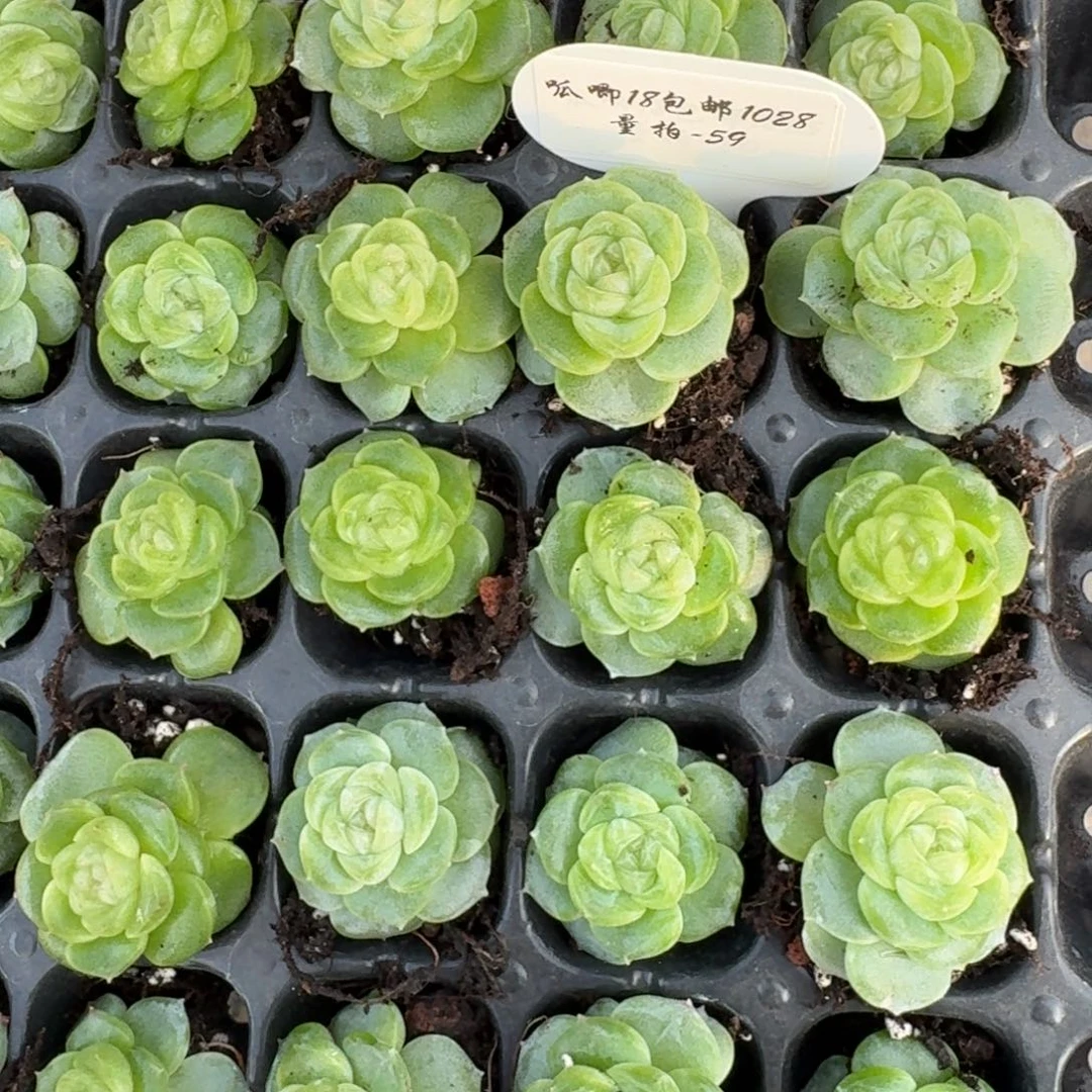 1028-59-素锦单头量拍