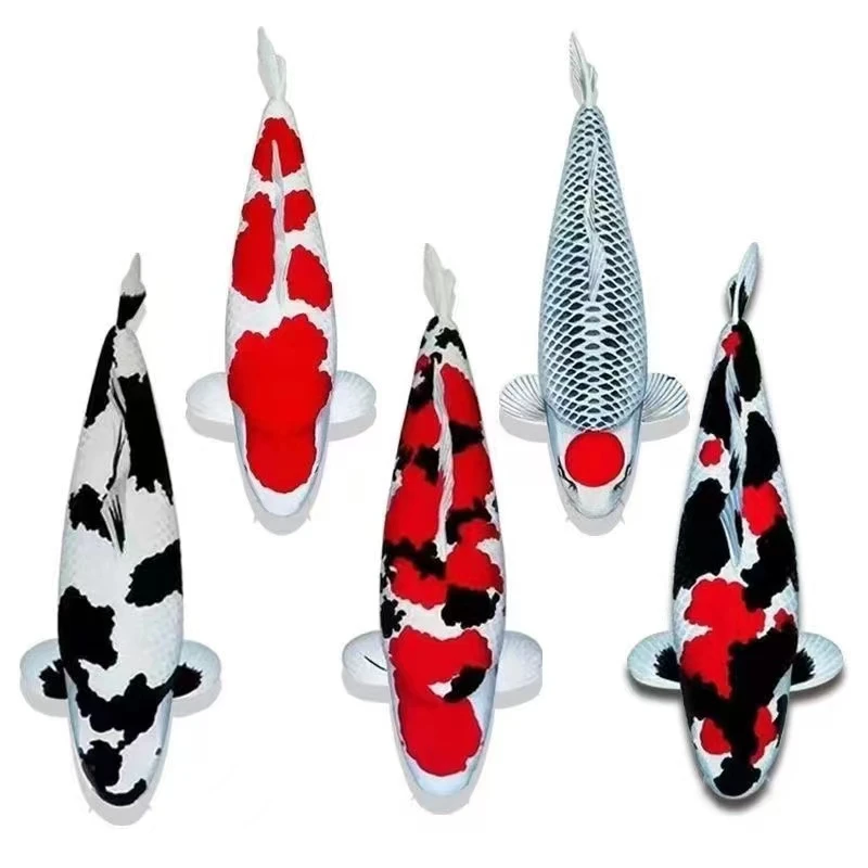 直播间一物一拍锦鲤红白观赏鱼