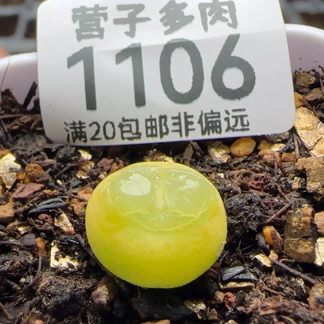 拉登1.3脱土1200。