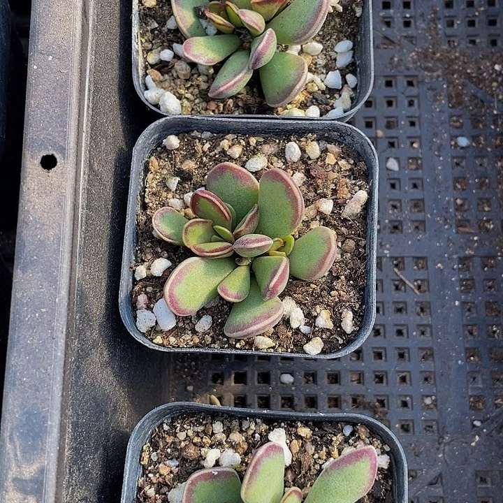 太阳水泡带盆土发