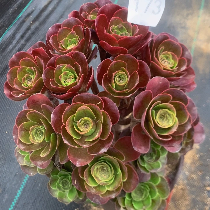 173玫瑰叻肉多植物