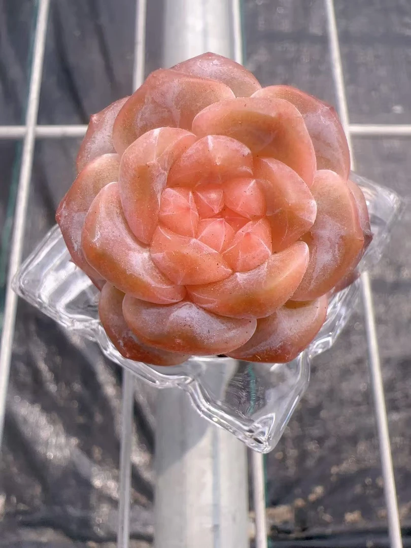 无土栽培 单头冰魄一颗  带方的玻璃杯   满28元包邮除偏远