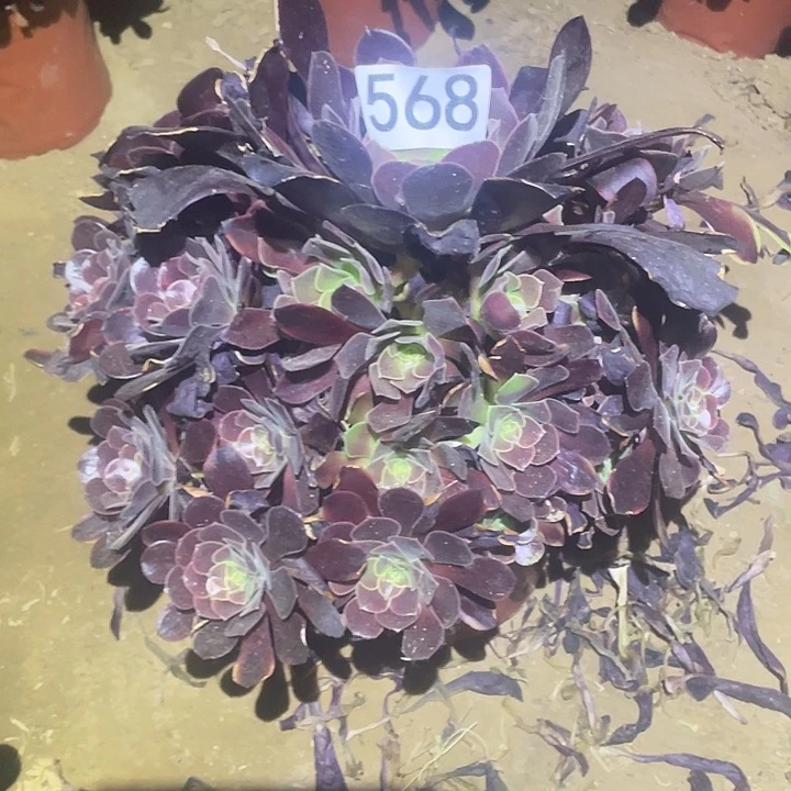 多肉植物法师568欧嘉莉