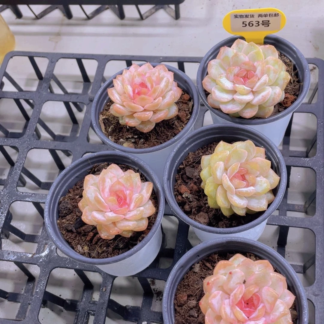 563号 冰透开播福利珍妮单头一个