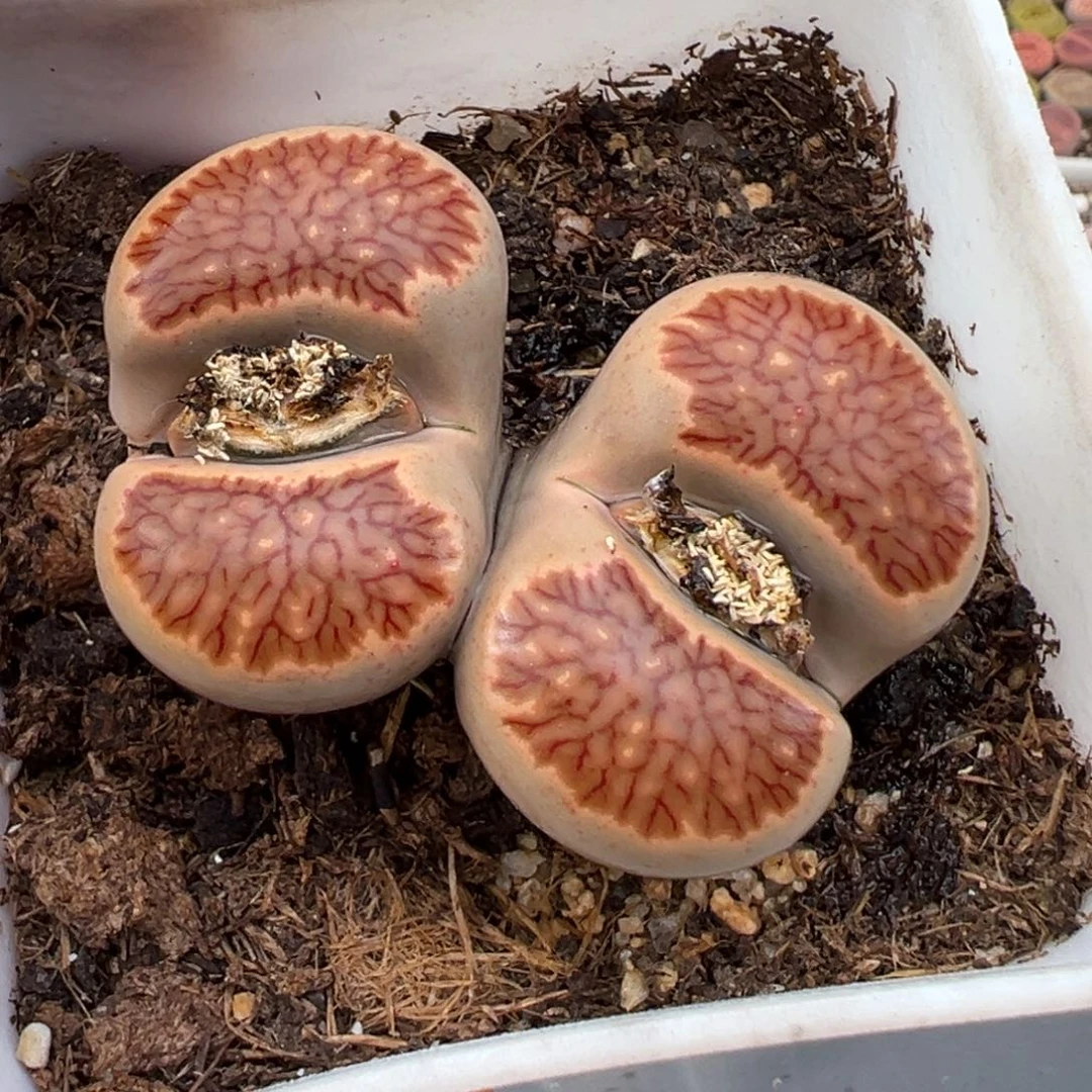 1.22好看的多肉151