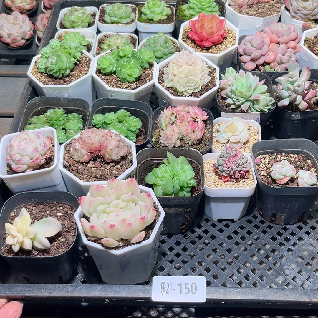 乐21-150框拍29颗