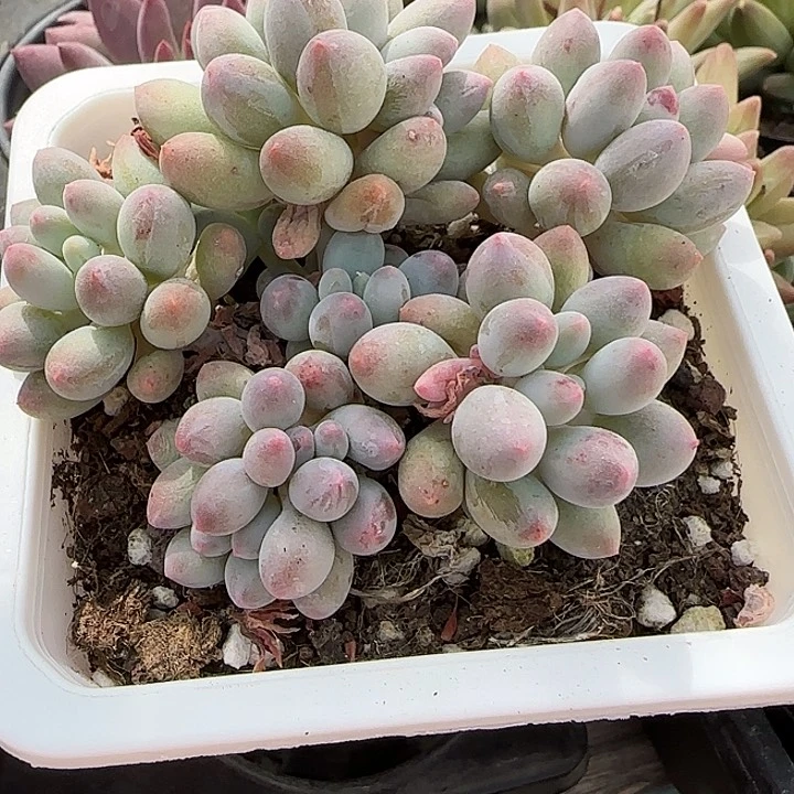 青蛙王子儿童？青蛙