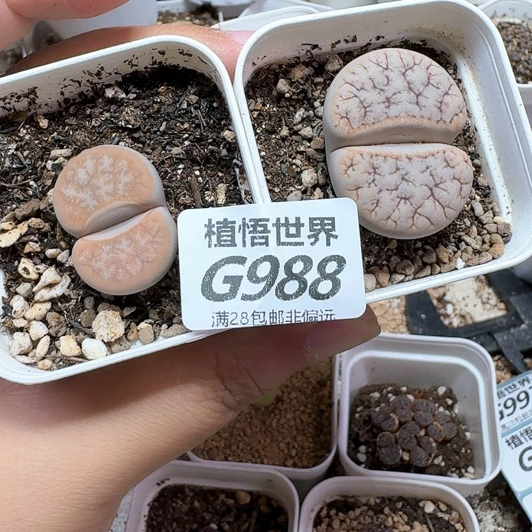 多肉植物的润泽额fg