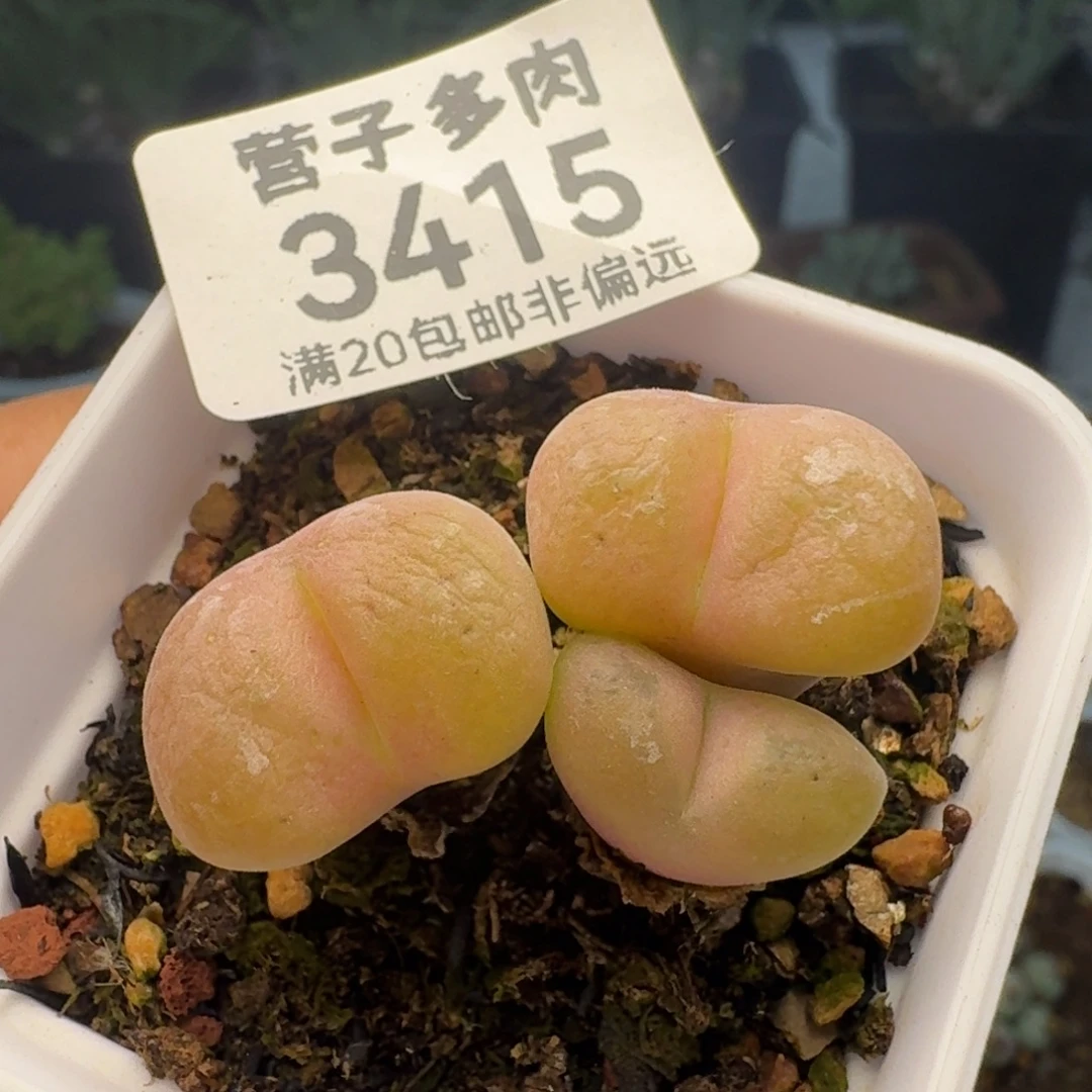 空卡带盆土3头。