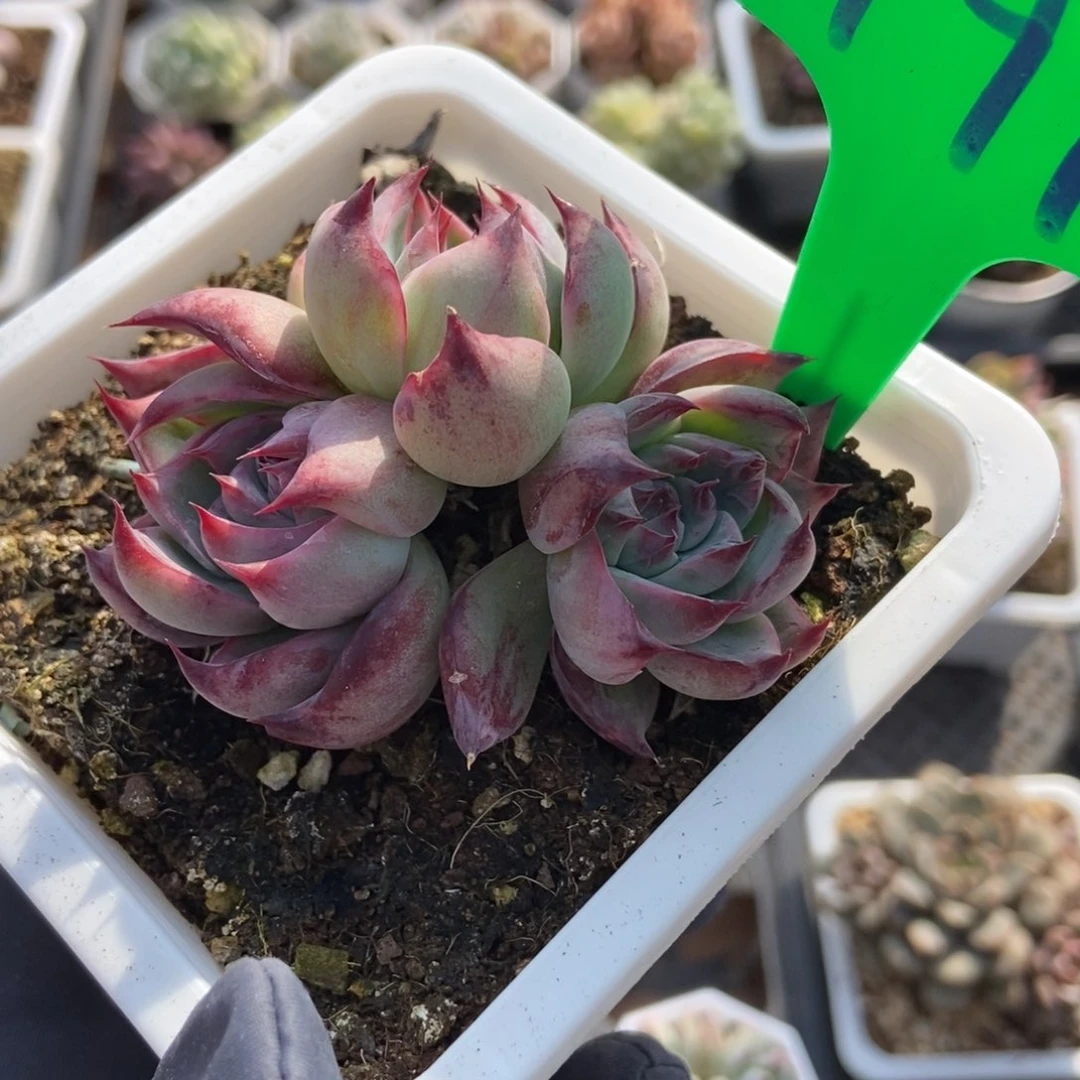 791惊鸿仙子多肉植物保护