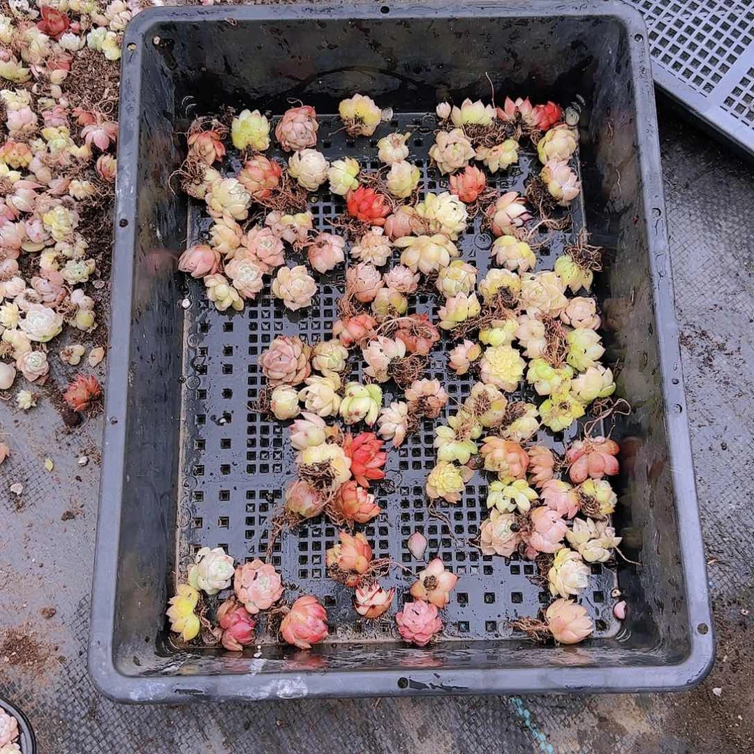 整筐保底50颗以上量拍