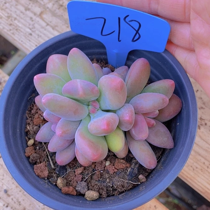 ?**柒我要睡午觉的呢一