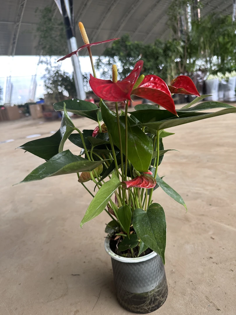 红掌白掌盆栽室内好养花卉绿植水培四季开花鸿运当头