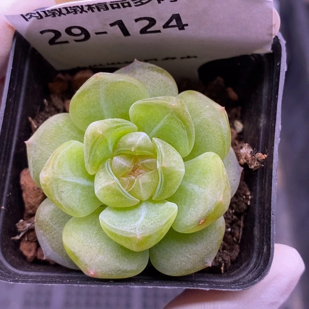 【闪购商品】29-124舒月