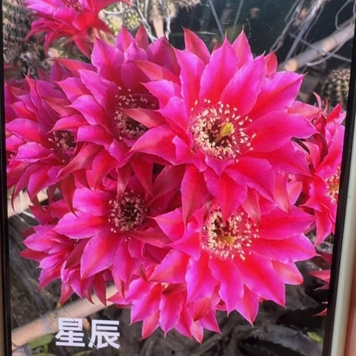 323白檀星辰2个无根侧牙，20包邮