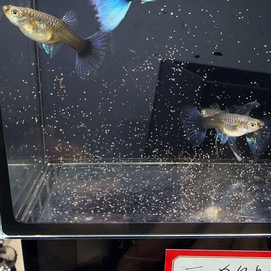 孔雀鱼蓝礼服绣球四条