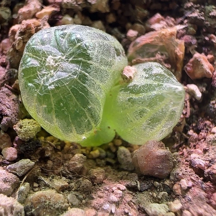 591 开播福利来啦。