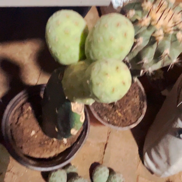 无刺绿金习志野侧芽一个