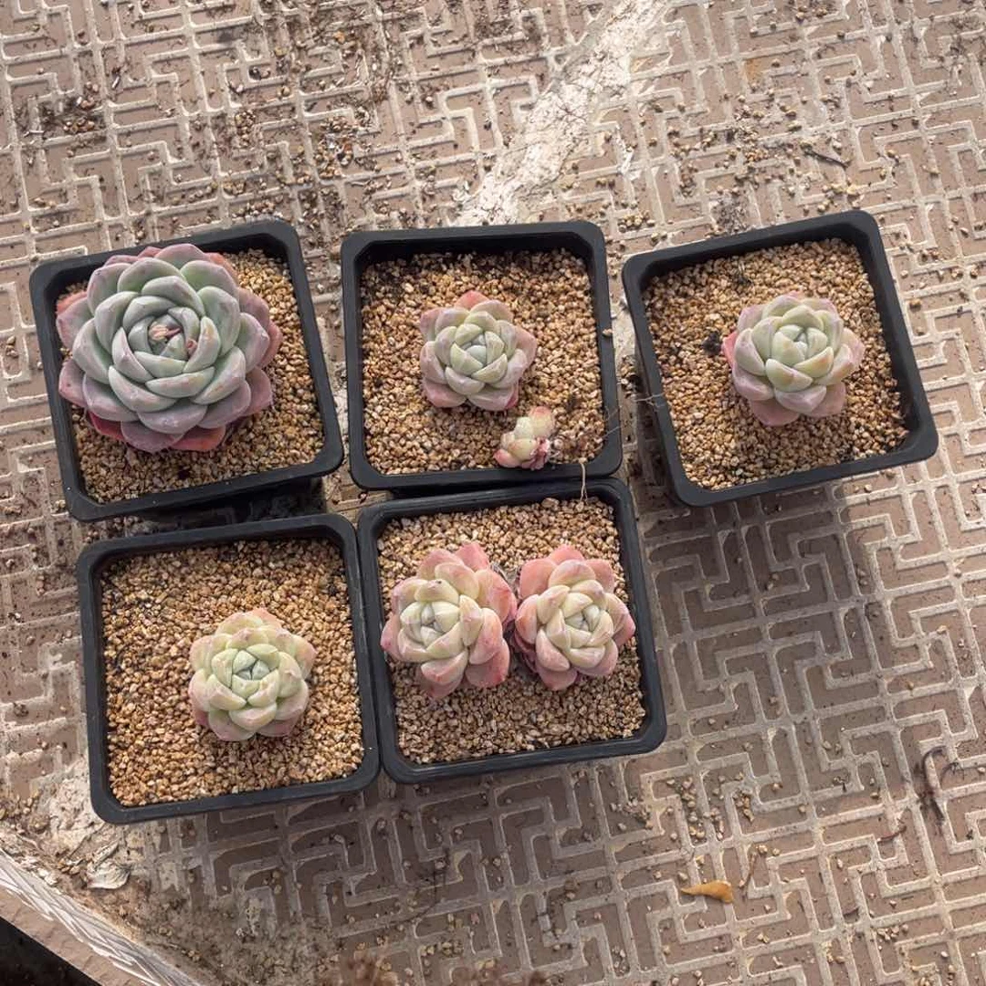 诺*妈冰玉五个组合单双