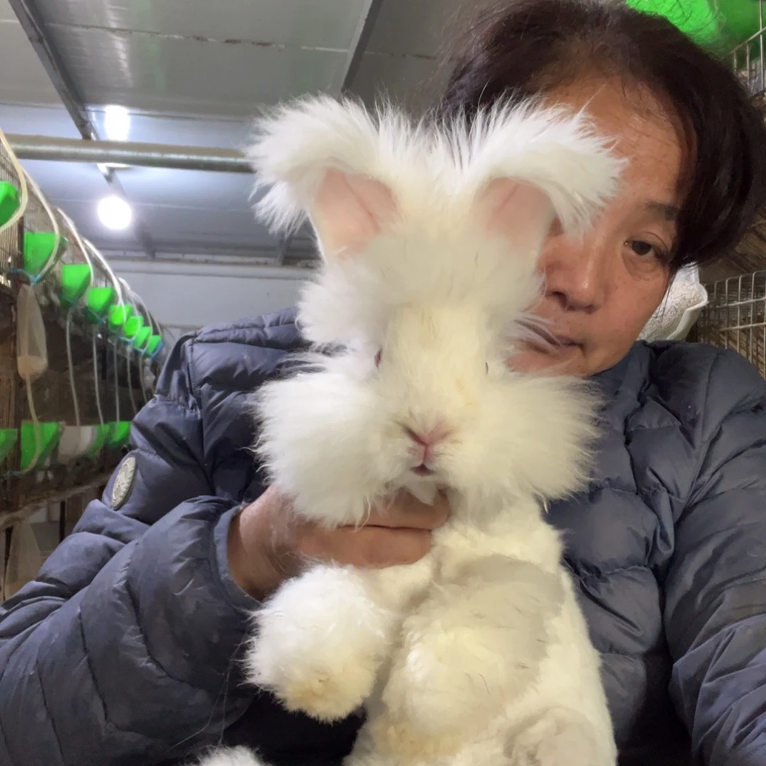 双血统英系安哥拉兔