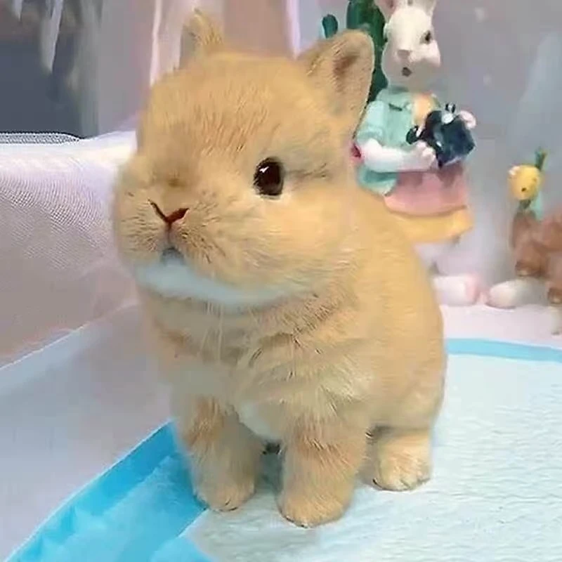 带派兔子活体侏儒小型迷你道奇垂耳兔子适合饲养宠物兔凤眼茶杯兔