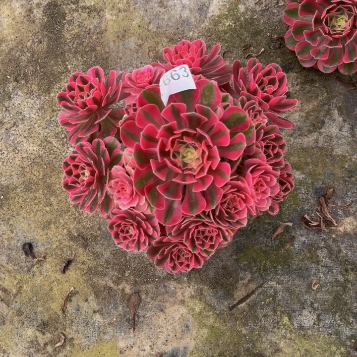 00000000663女巫0000