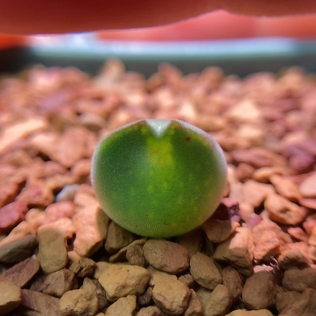 793大眼睛空蝉一颗两年尺寸1.2➕包邮