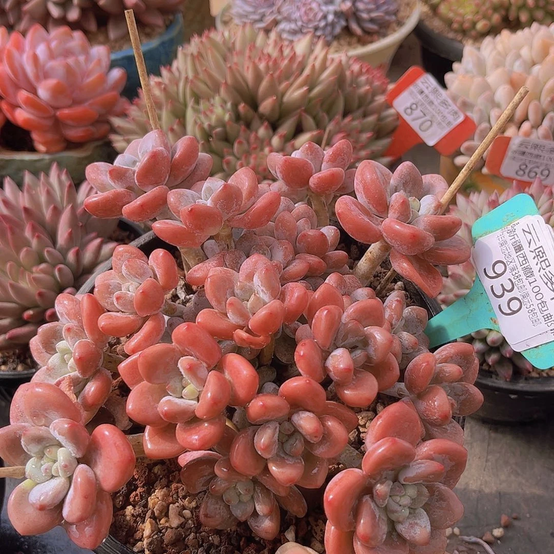 939红洛神多肉植物