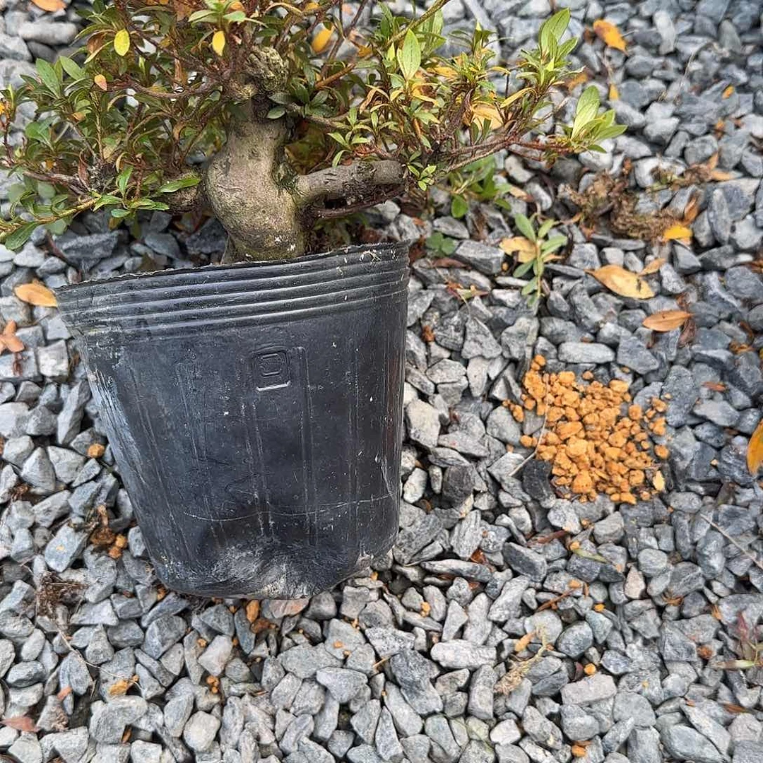 无花朵天啦啦啦啦我来啦打脸的