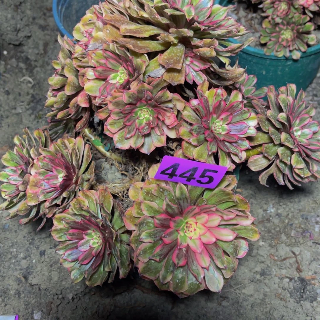 梦境法师16//////46包邮