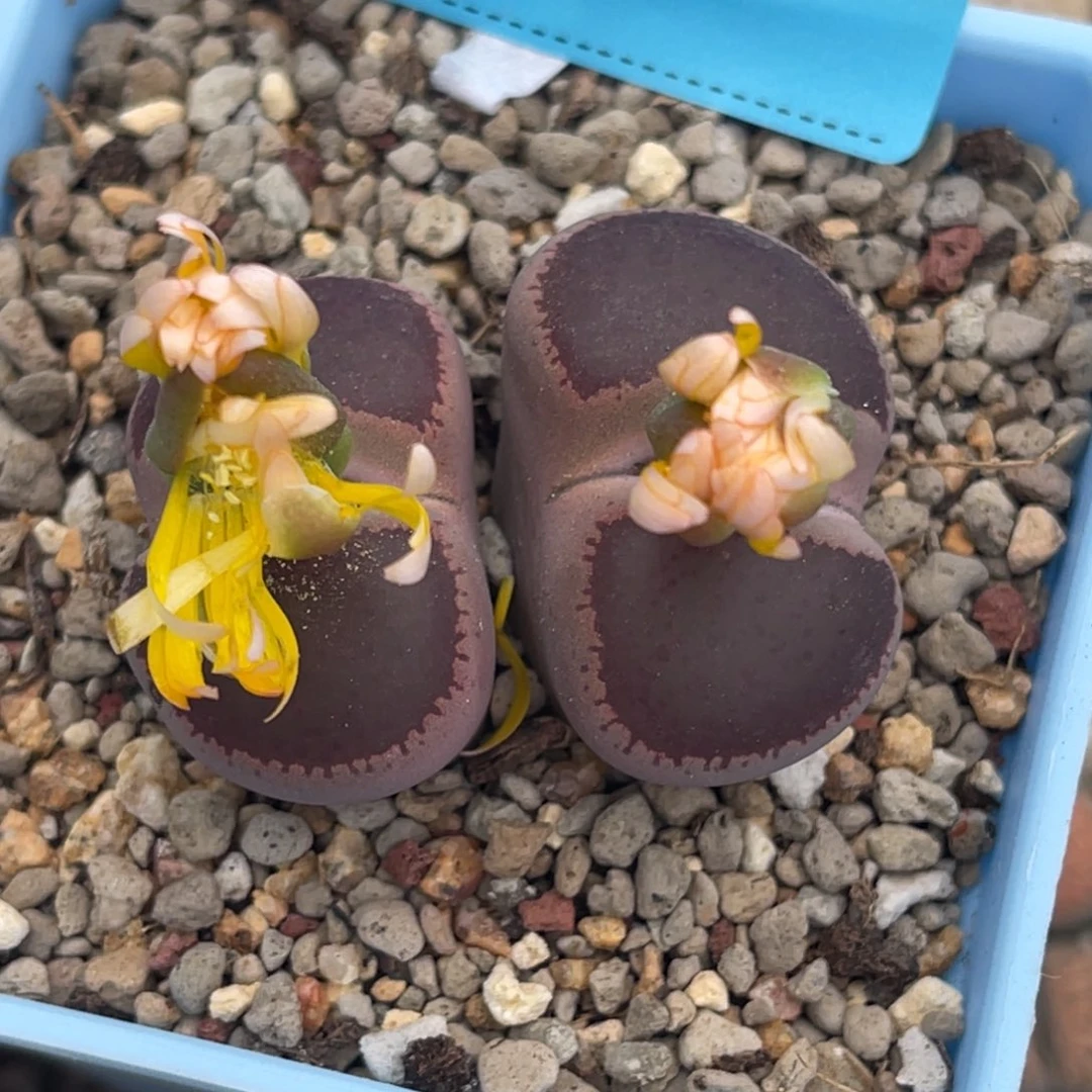 9327双头ko皮面。