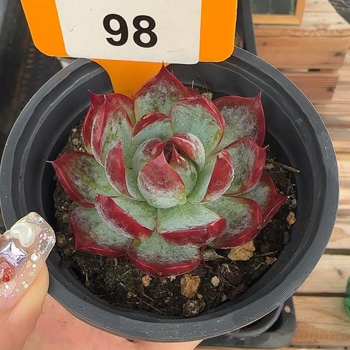 0***098 惊鸿仙子多肉植物