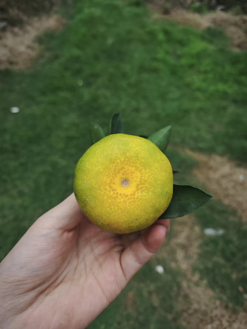 云南现摘青皮小橘子应季水果酸甜多汁(偏远地区如新疆不包邮)