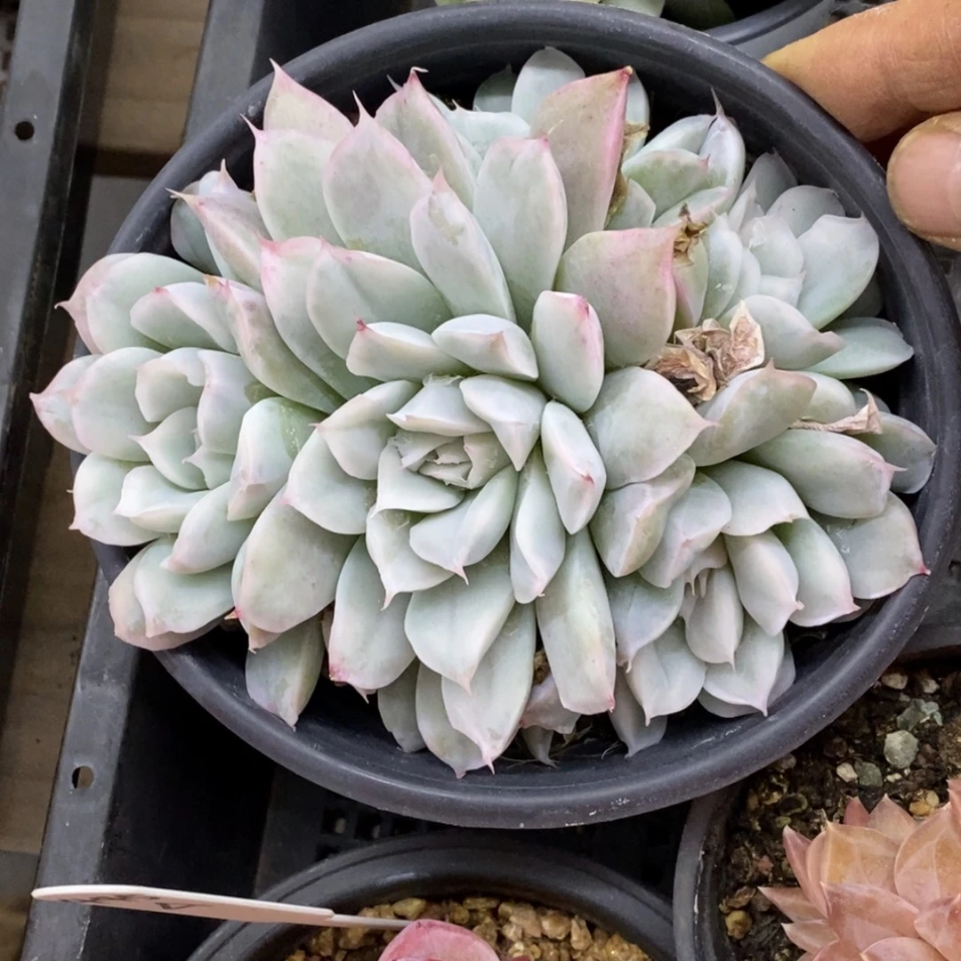 精品多肉一物一拍不包整311