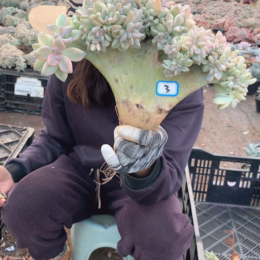 03 淡雪锦缀 一物一拍多肉