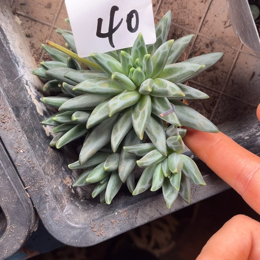 明***睡梵高14.99多肉植物40