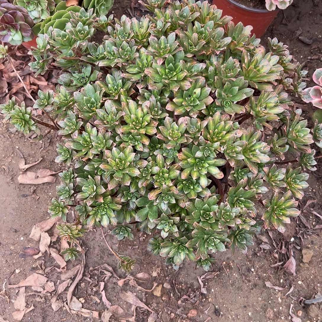 多肉植物甜茶中班