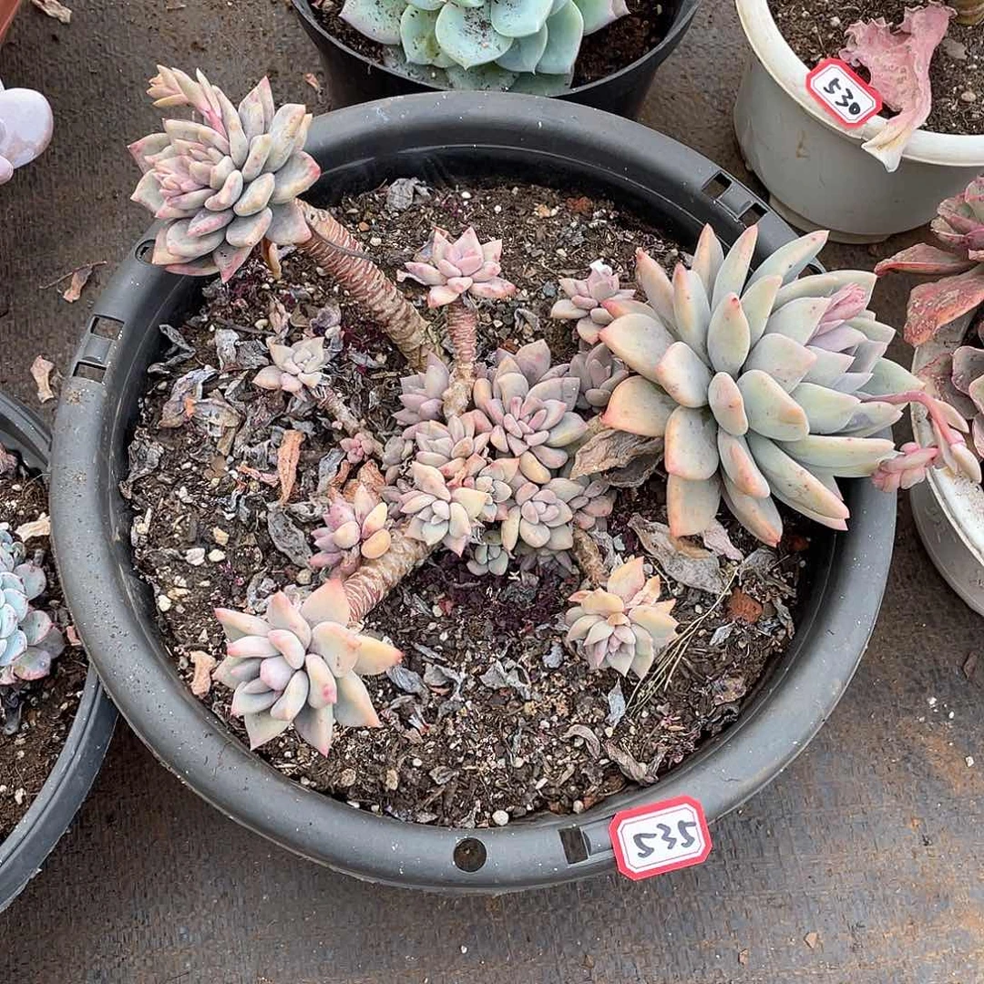 V****豆535胖美人 一物一拍多肉