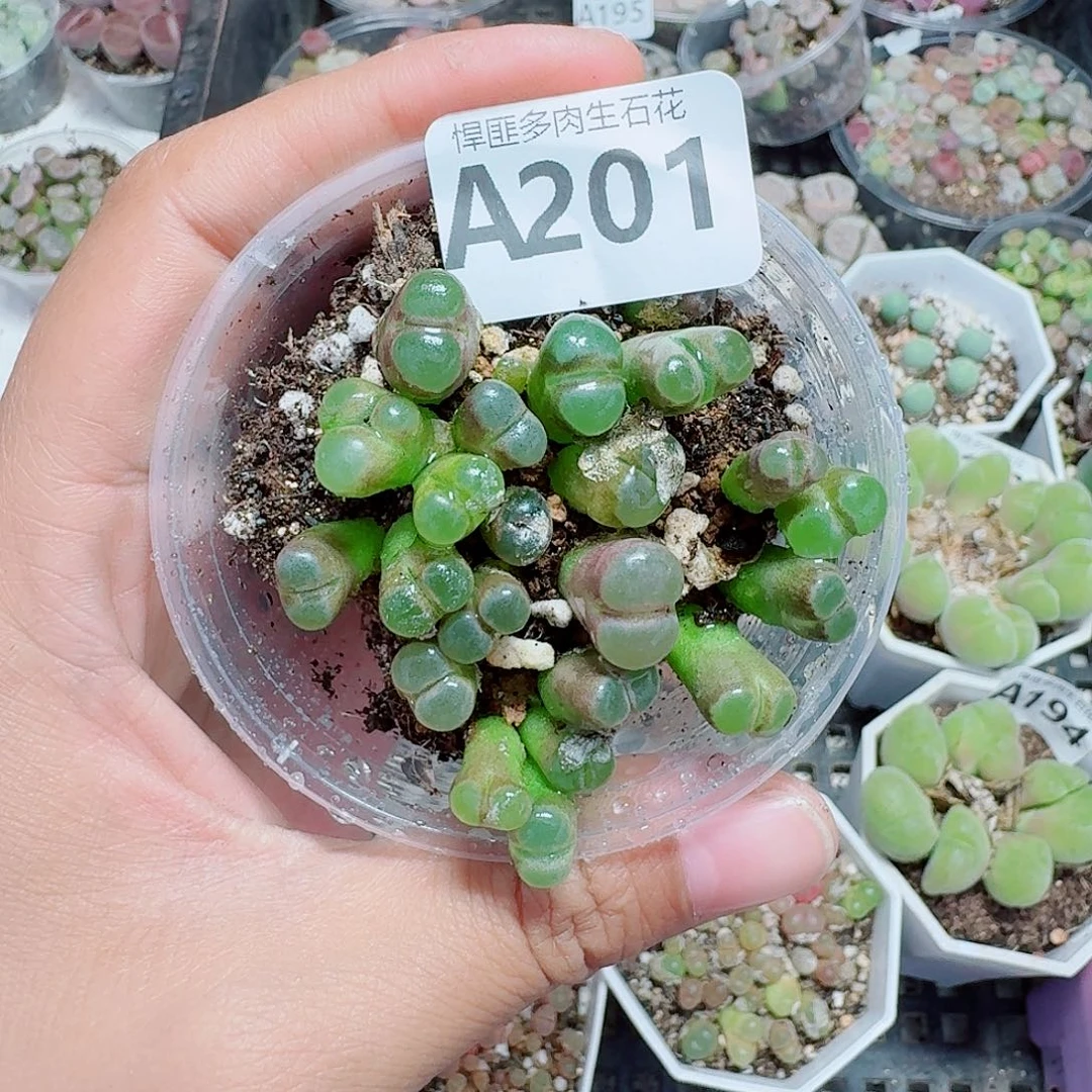 201多肉植物多肉植物