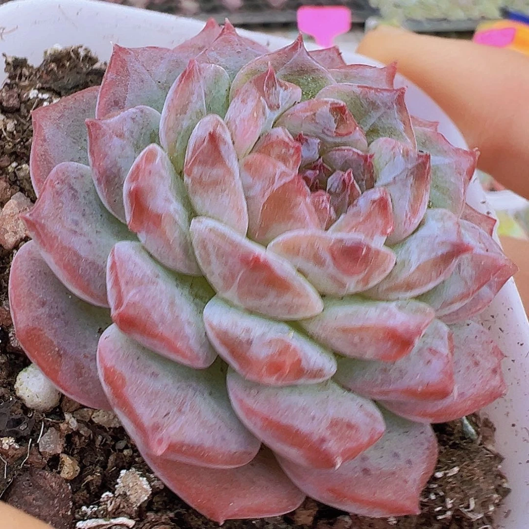 云冰19包邮多肉植物