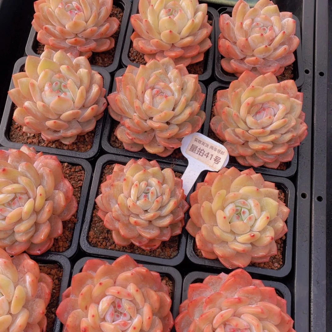 量拍14号奶油雪天使母本大单头一个