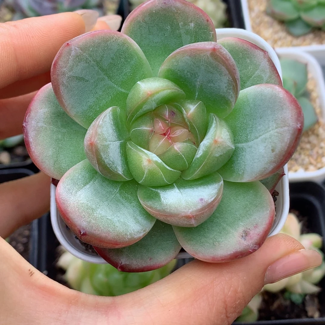 58包邮  群生不包整49