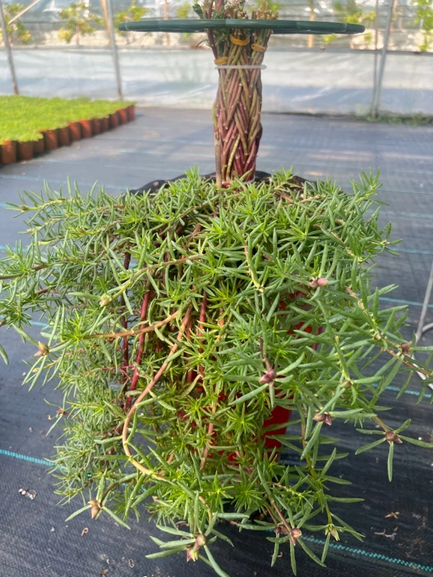 宿根重瓣多年生太阳花老根，一整颗，裸根发货，可选色