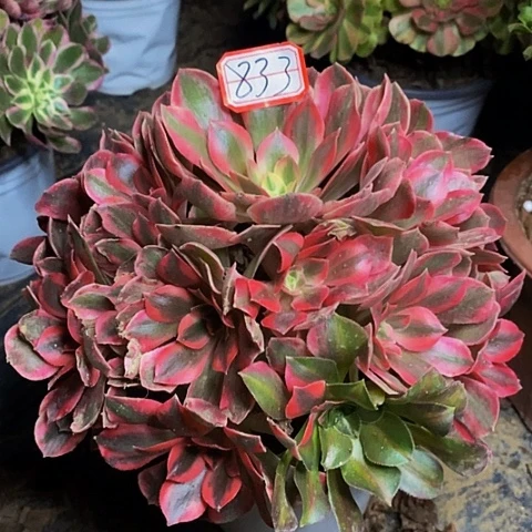 粉初恋老桩捧花833号