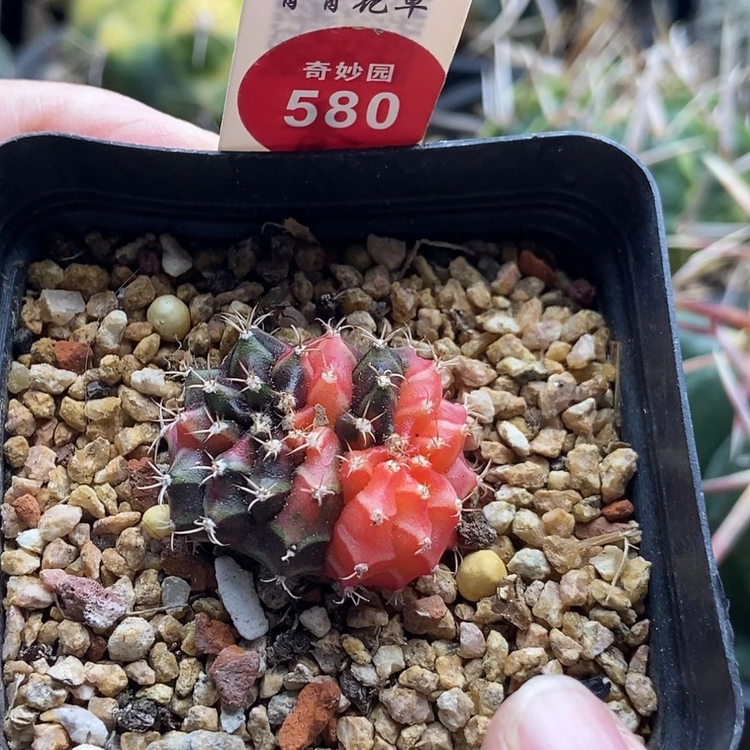 米哈缀化锦3.1cm3690
