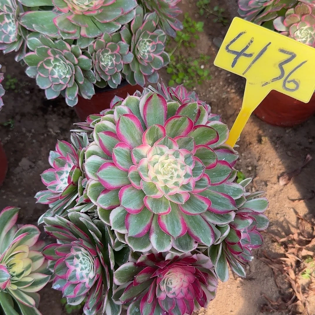 4136+--孔雀翎多头