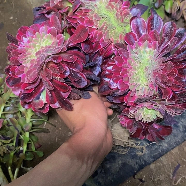 花**州多肉植物保护研究所