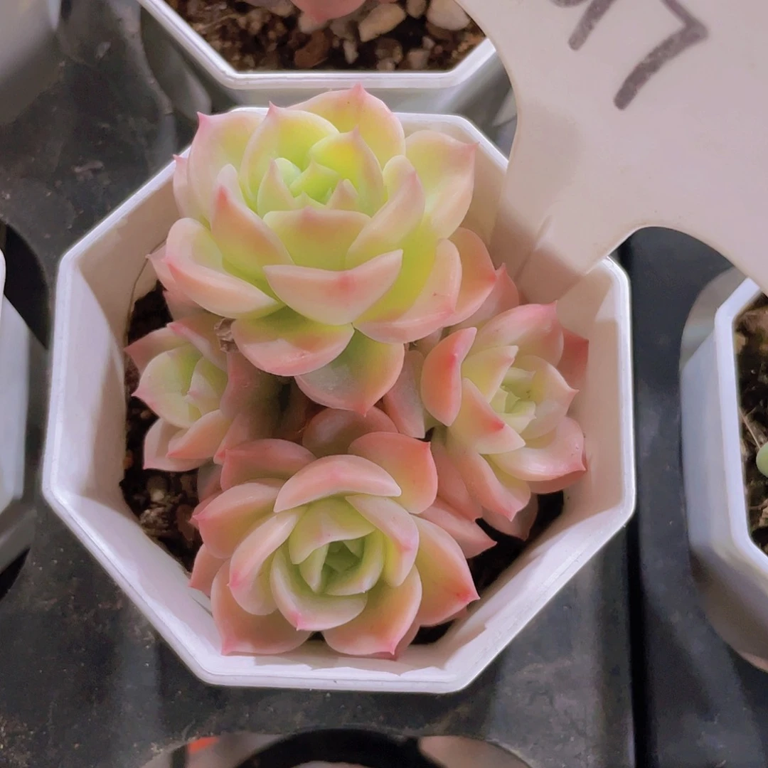 哈密瓜e017一物一拍