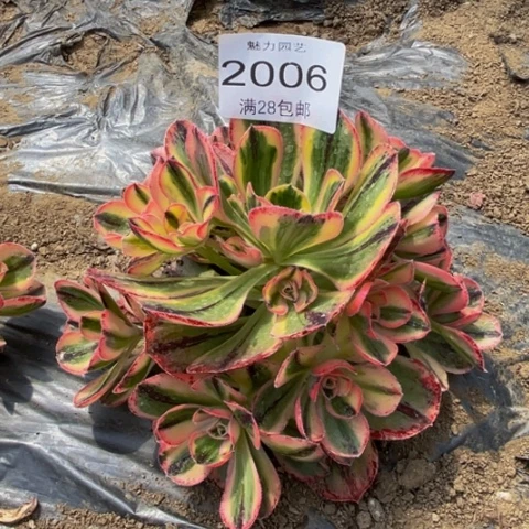 青花瓷多肉多肉2006